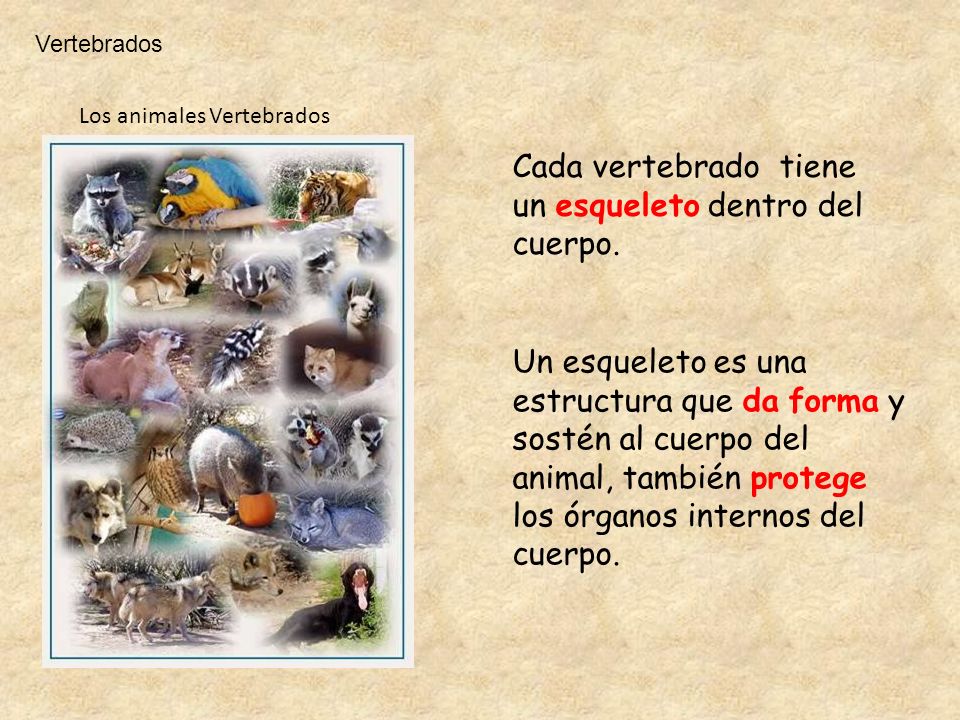Animales Vertebrados. ppt descargar